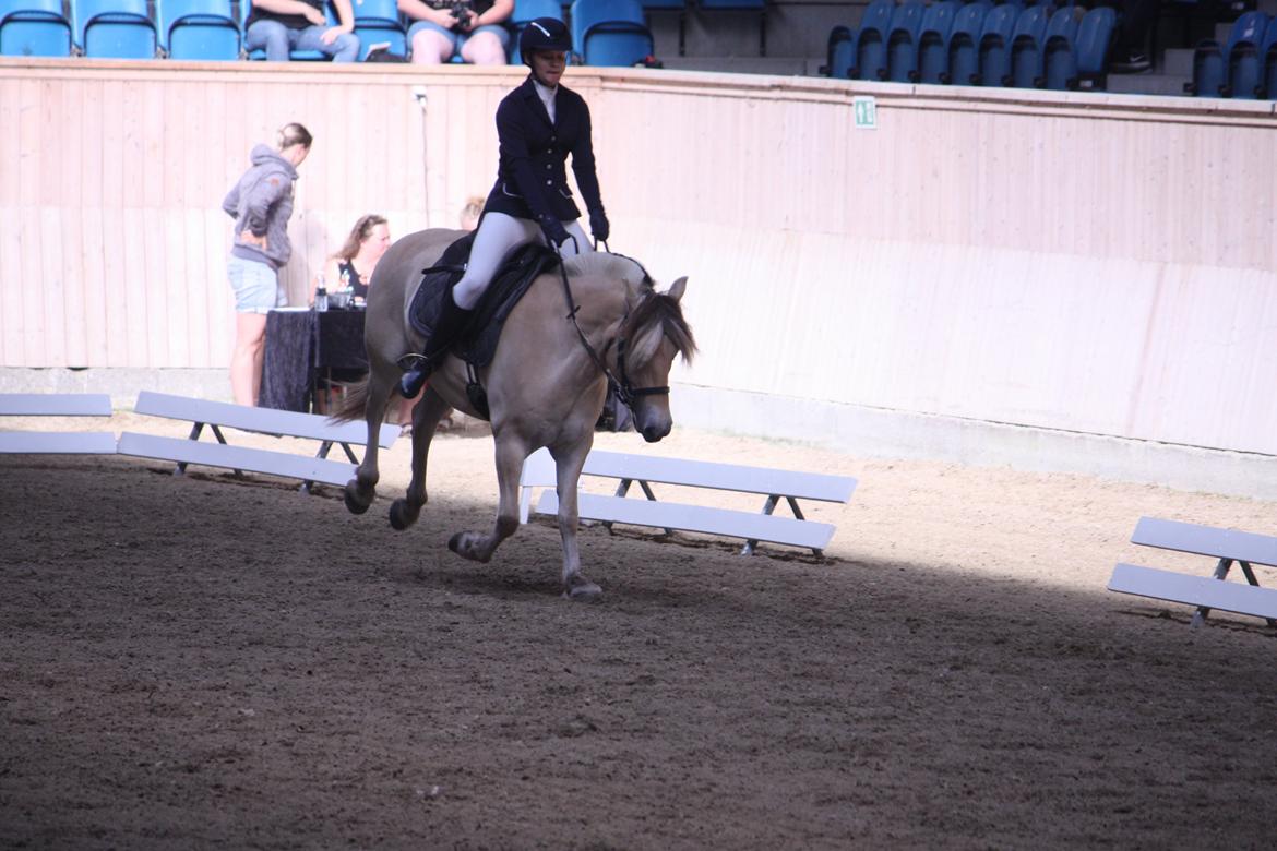 Fjordhest Ørvads lano billede 41