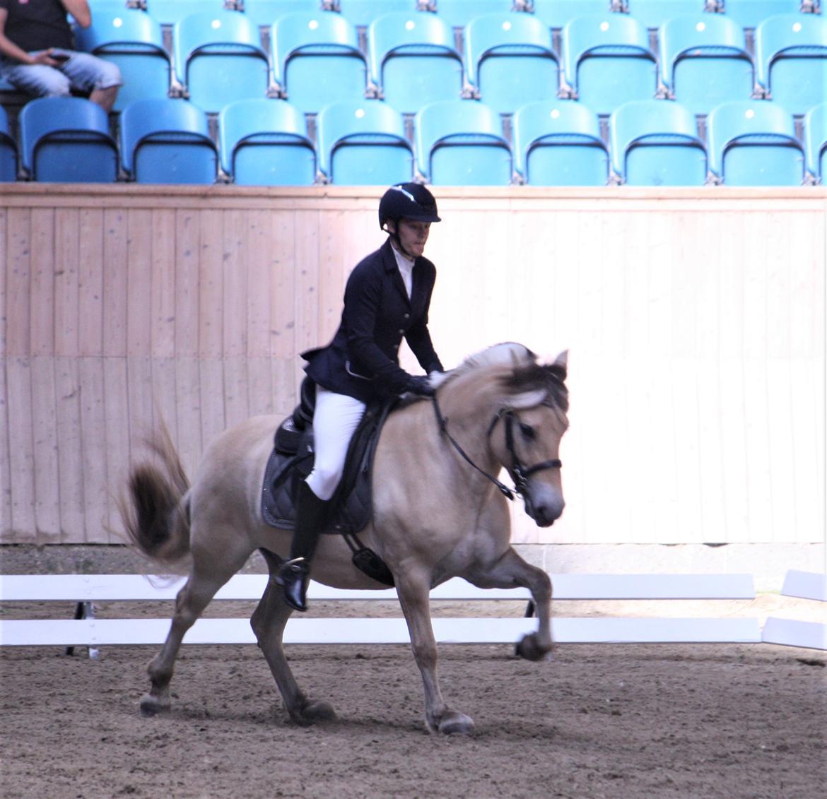 Fjordhest Ørvads lano billede 40