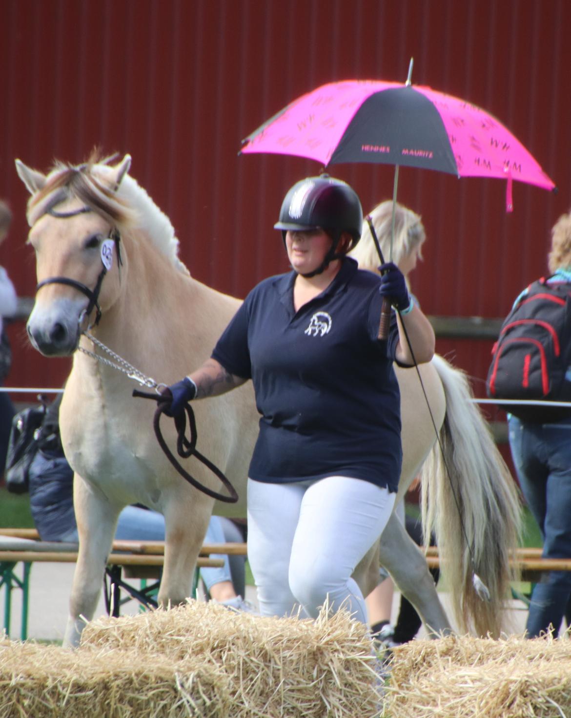 Fjordhest Ørvads lano billede 1