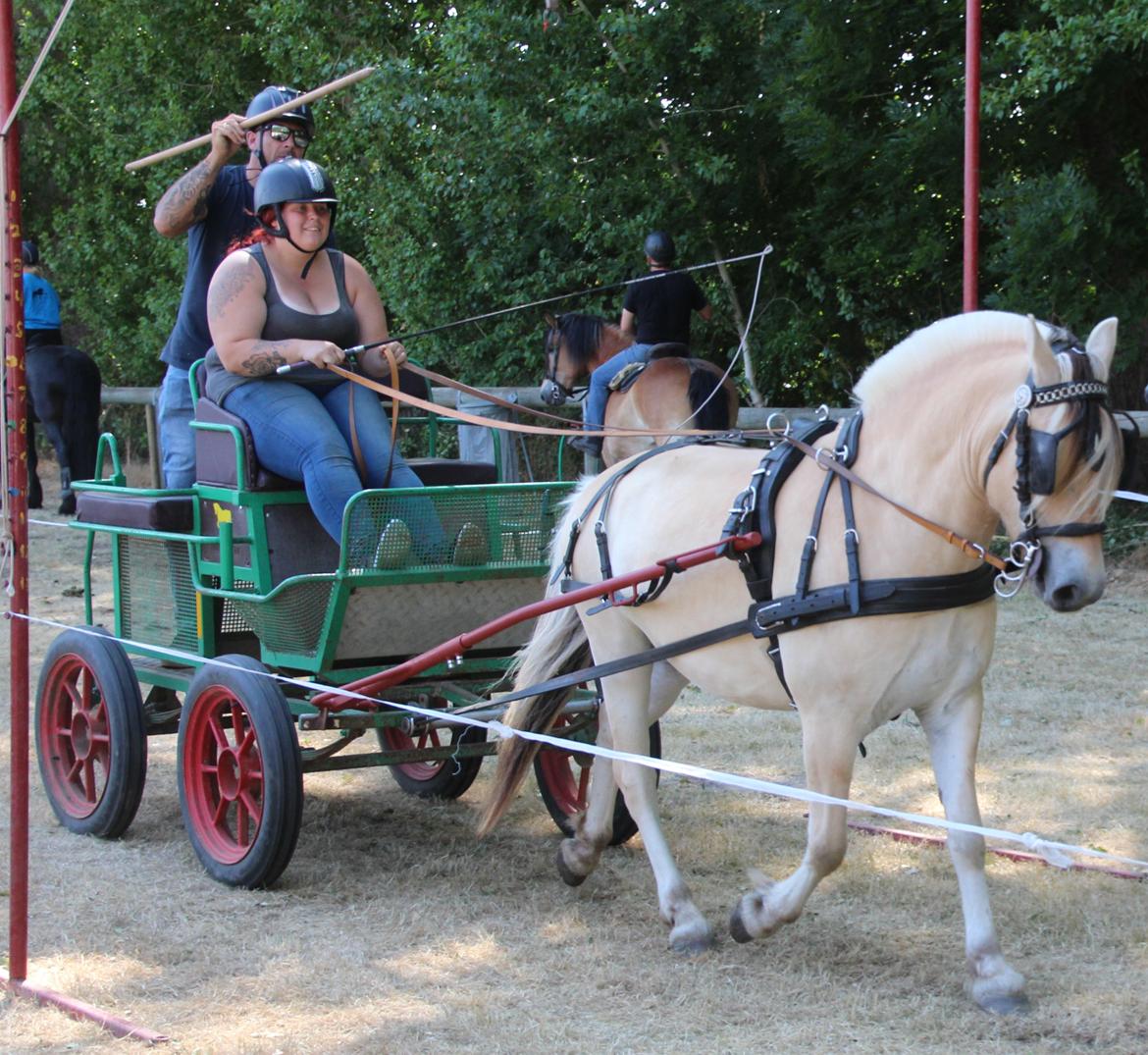 Fjordhest Ørvads lano billede 43
