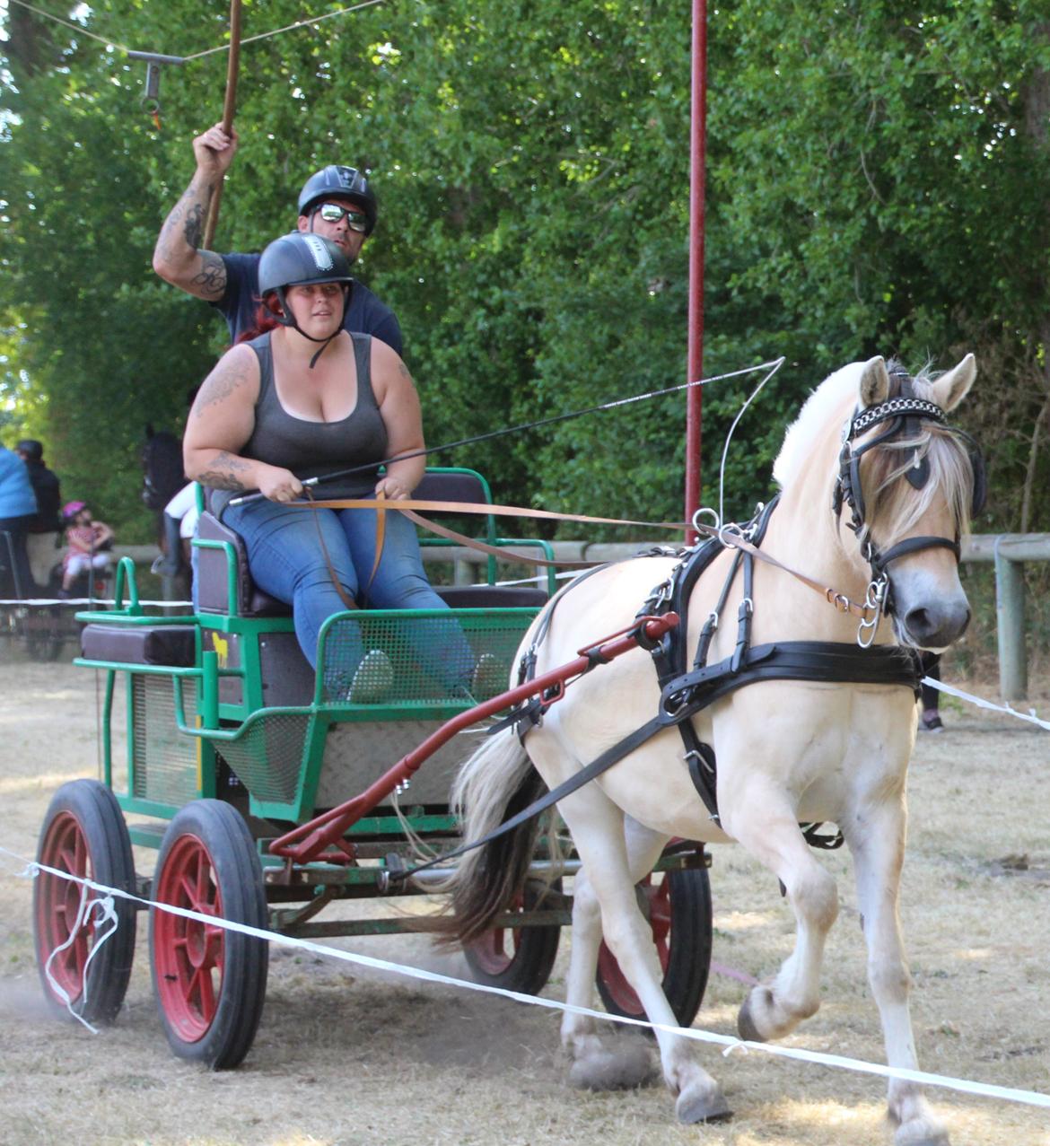 Fjordhest Ørvads lano billede 45