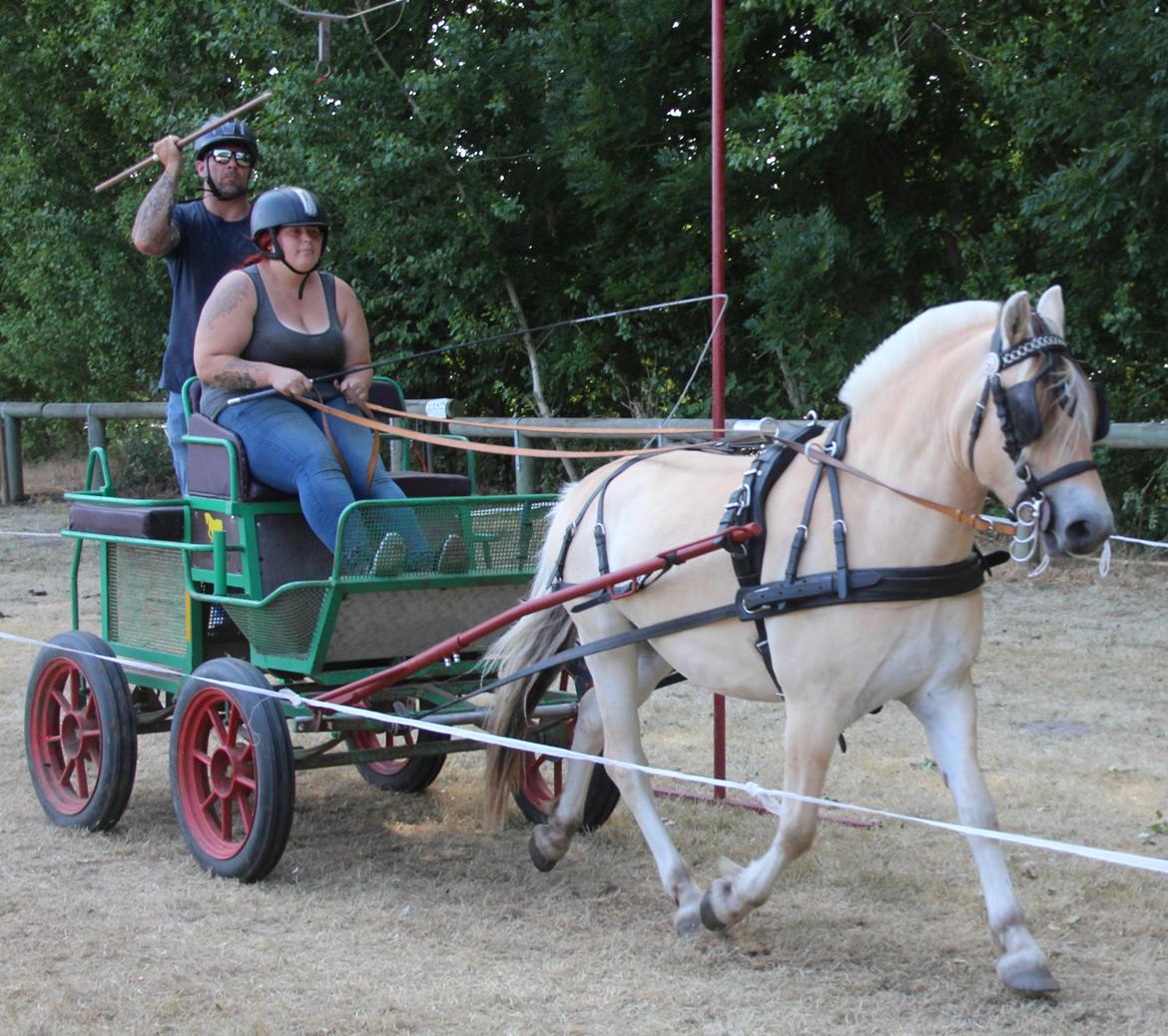 Fjordhest Ørvads lano billede 44