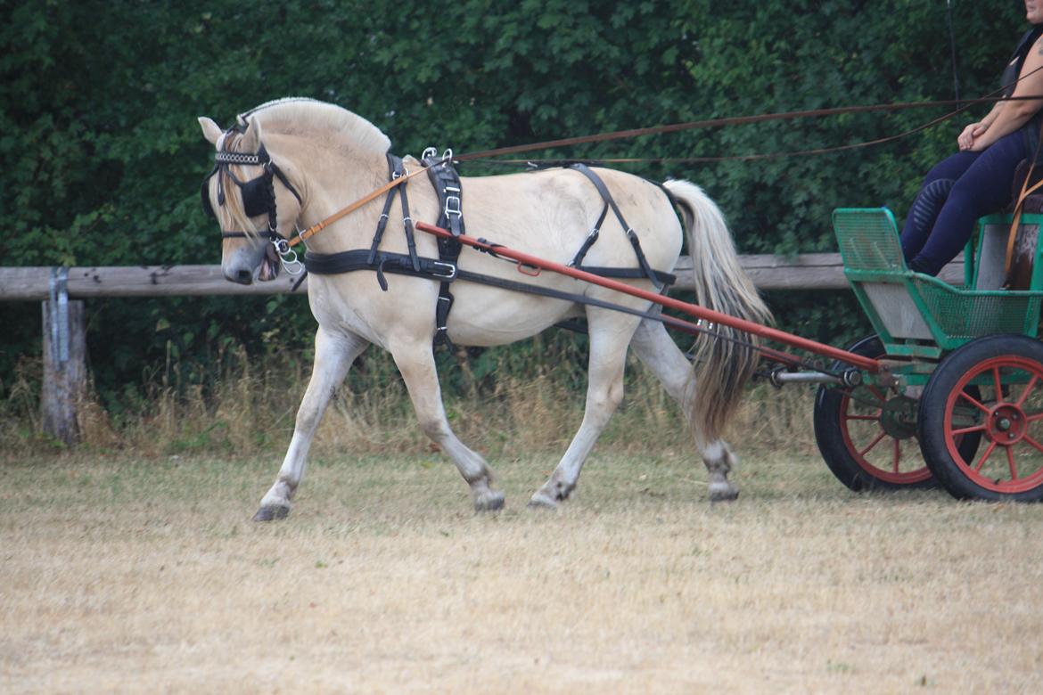 Fjordhest Ørvads lano billede 46