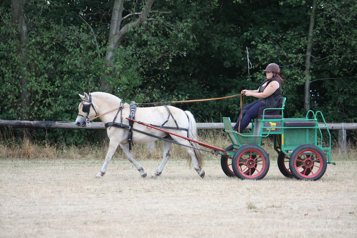 Fjordhest Ørvads lano billede 48