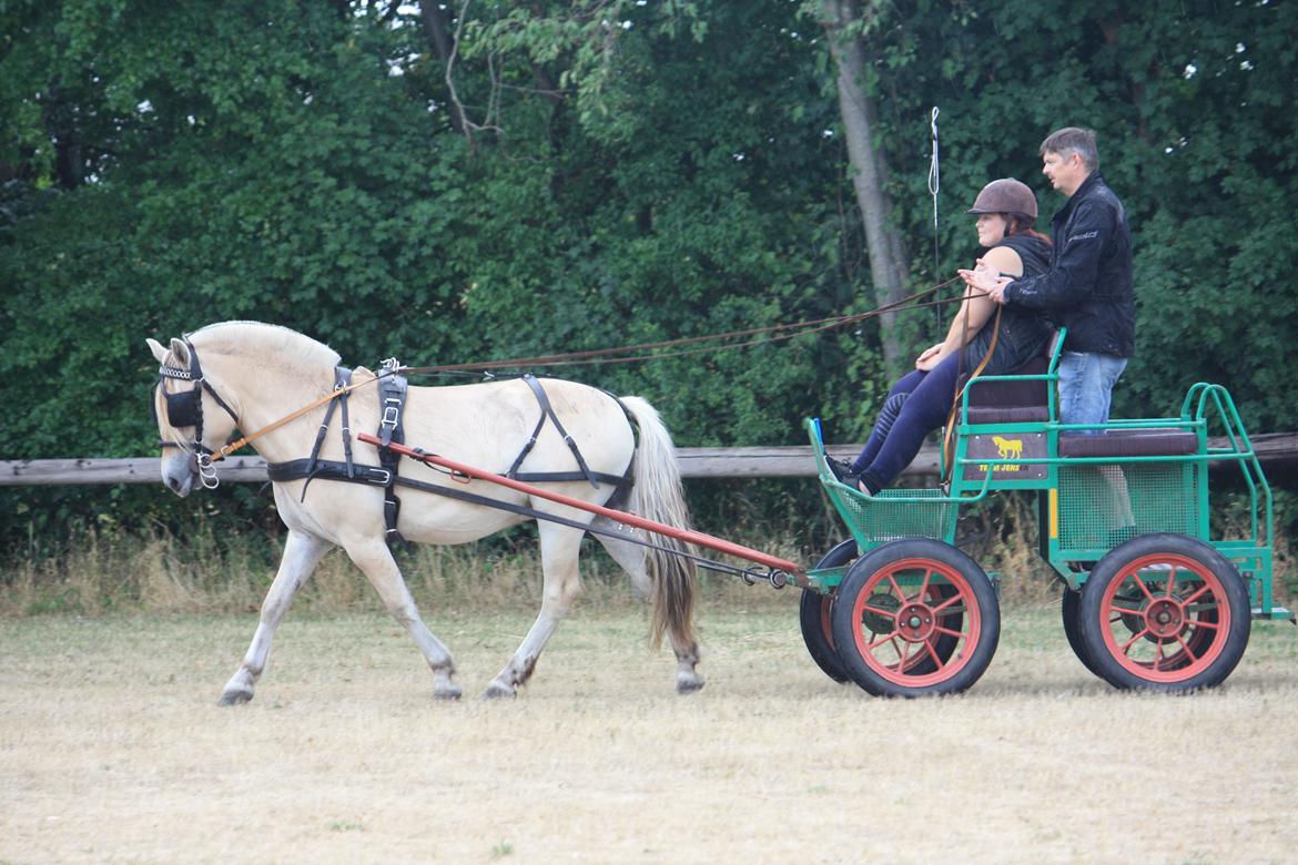 Fjordhest Ørvads lano billede 47