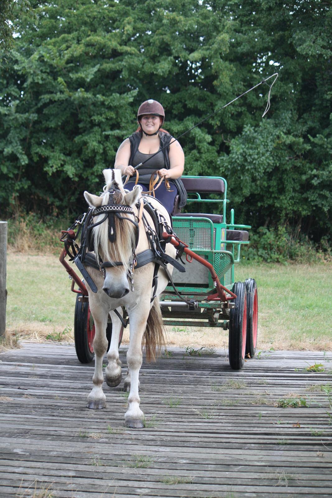 Fjordhest Ørvads lano billede 49