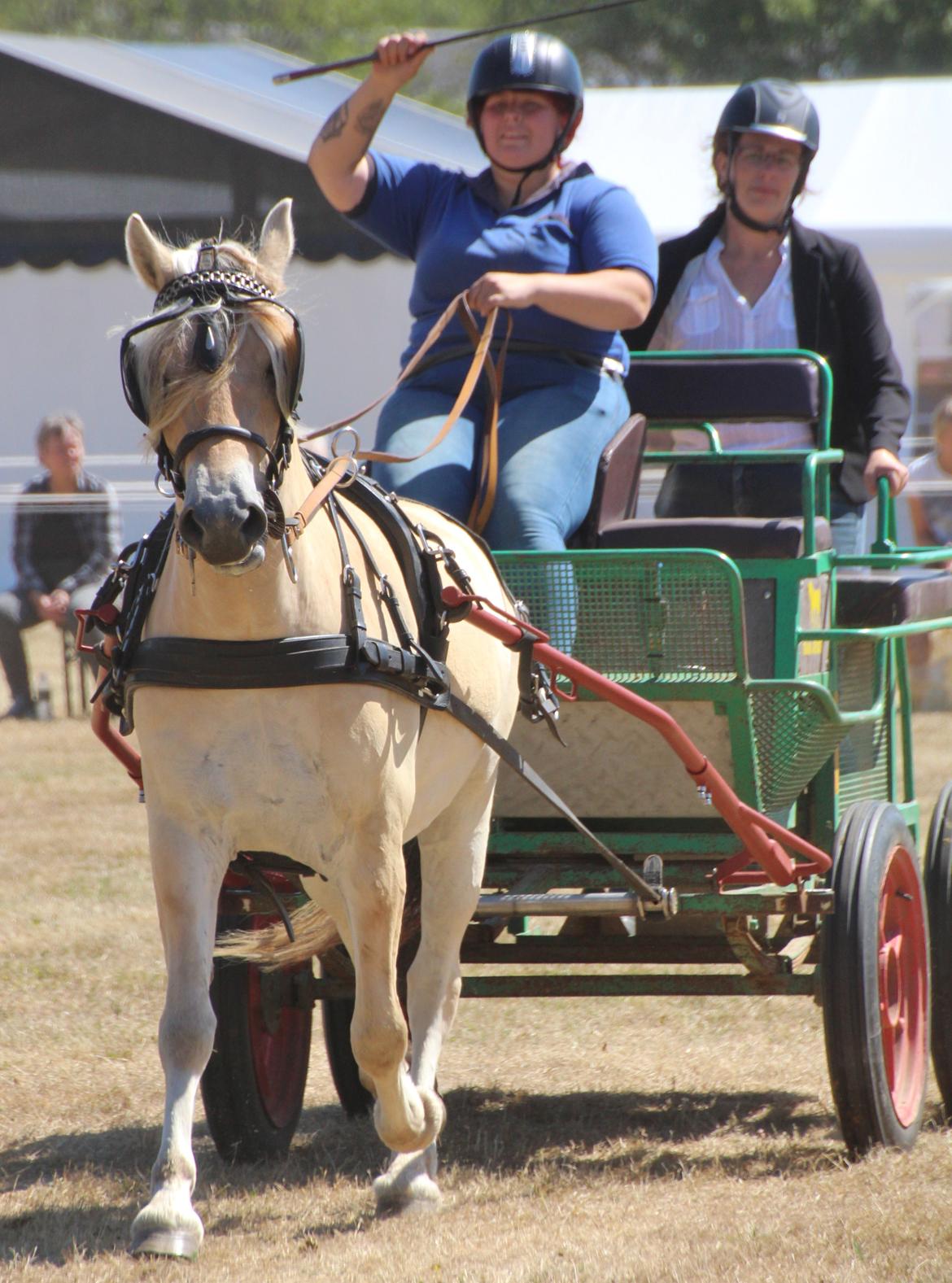 Fjordhest Ørvads lano billede 50