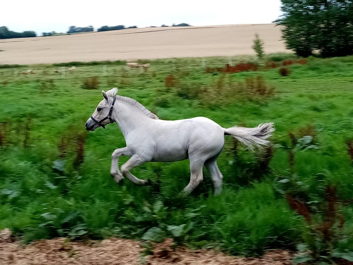 Fjordhest Rubin Vårby, (Knud) billede 18