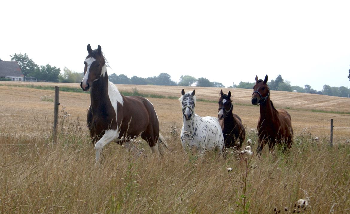 Dansk Varmblod Facination - 30/07-2019 - mads 15 måneder billede 7