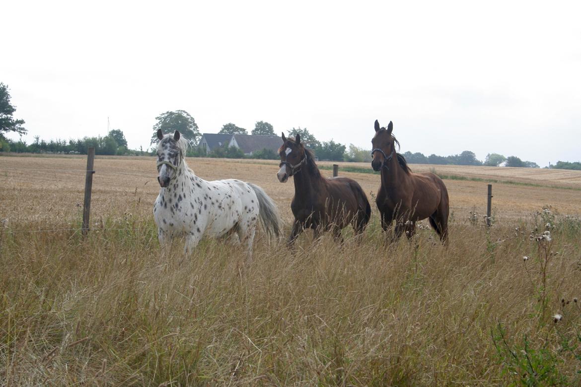 Dansk Varmblod Facination - 30/07-2019 - mads 15 måneder billede 3