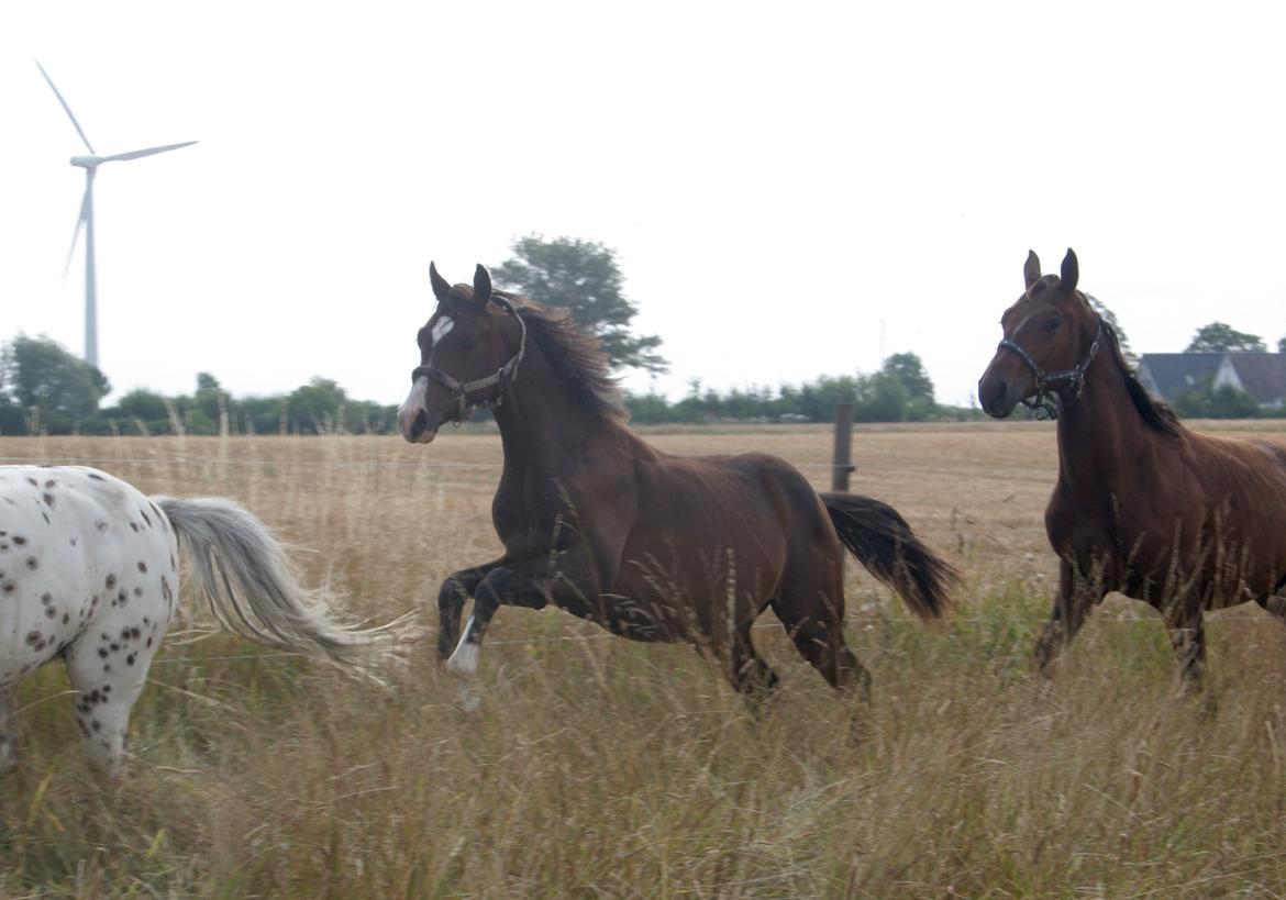 Dansk Varmblod Facination - 30/07-2019 - mads 15 måneder billede 8