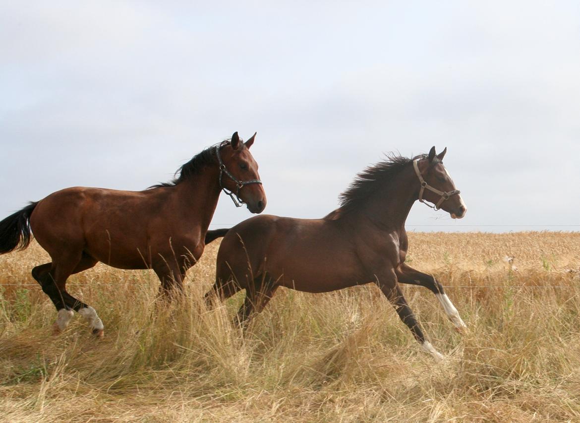Dansk Varmblod Facination - 30/07-2019 - mads 15 måneder  billede 1
