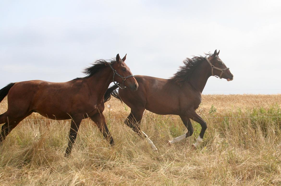 Dansk Varmblod Facination - 30/07-2019 - mads 15 måneder billede 2