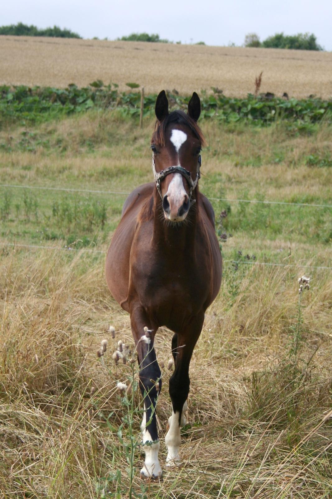 Dansk Varmblod Facination billede 6