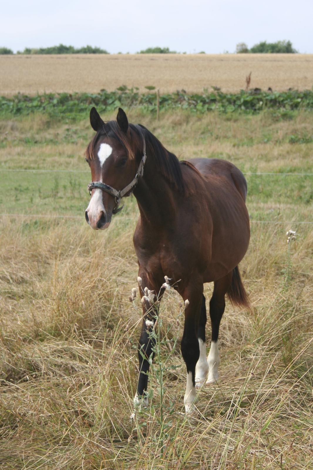 Dansk Varmblod Facination billede 5