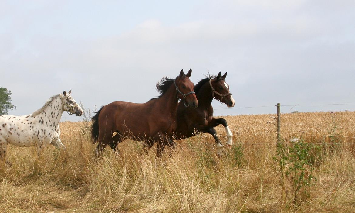 Dansk Varmblod Facination - 30/07-2019 - mads 15 måneder billede 4