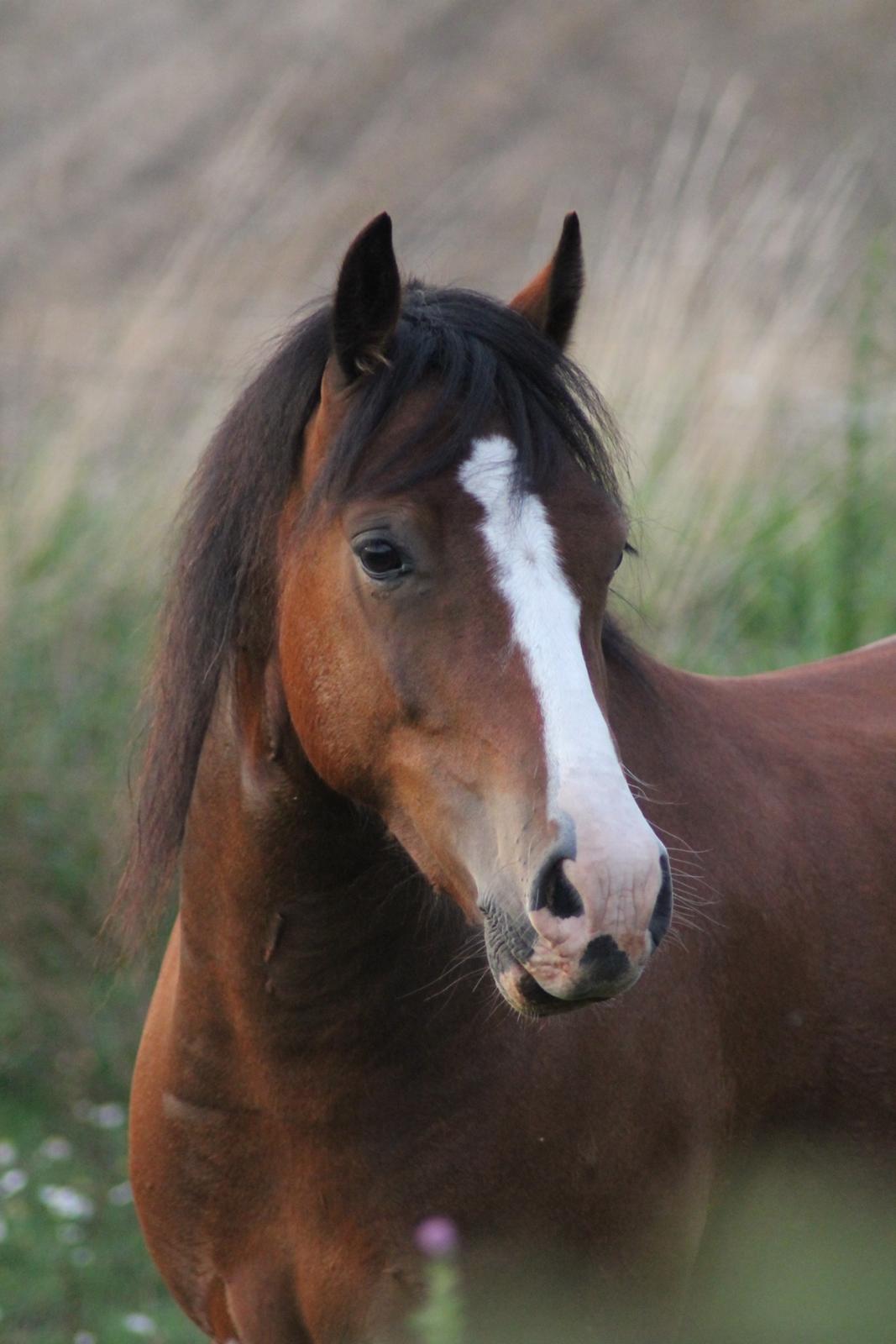 Welsh Pony af Cob-type (sec C) Flynn Rider billede 36