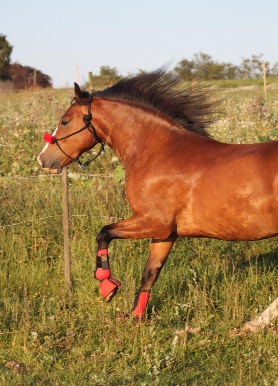 Welsh Pony af Cob-type (sec C) Flynn Rider billede 37