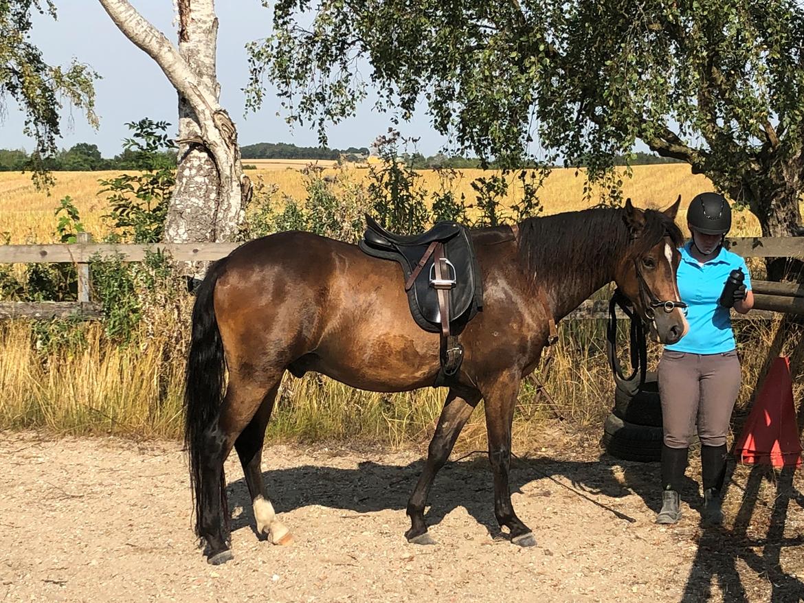 New Forest Bosagergårds Cooper - August 2019 billede 5