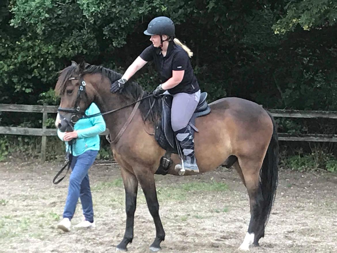 New Forest Bosagergårds Cooper - August 2019 billede 3