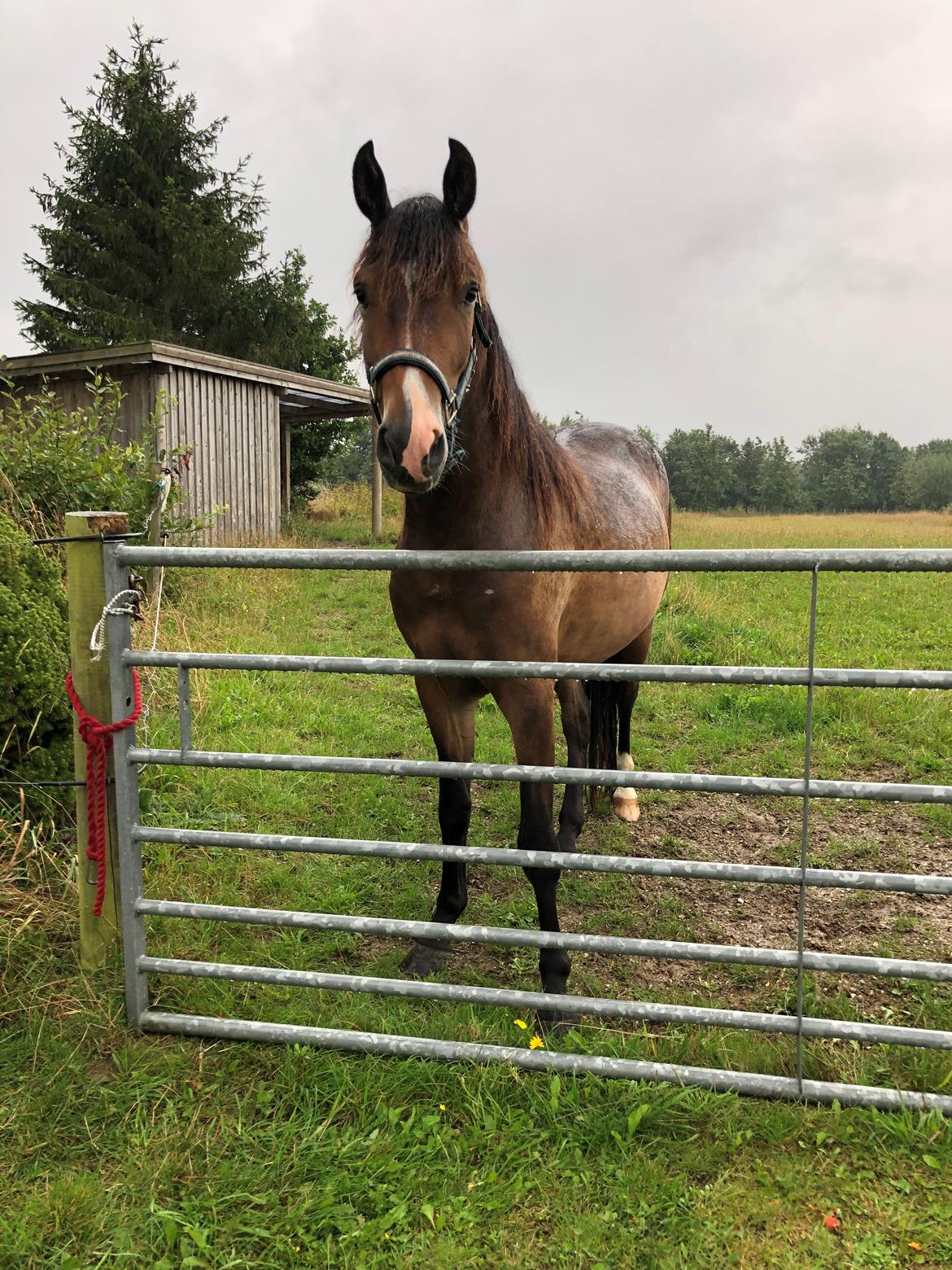 New Forest Bosagergårds Cooper - August 2019 billede 8