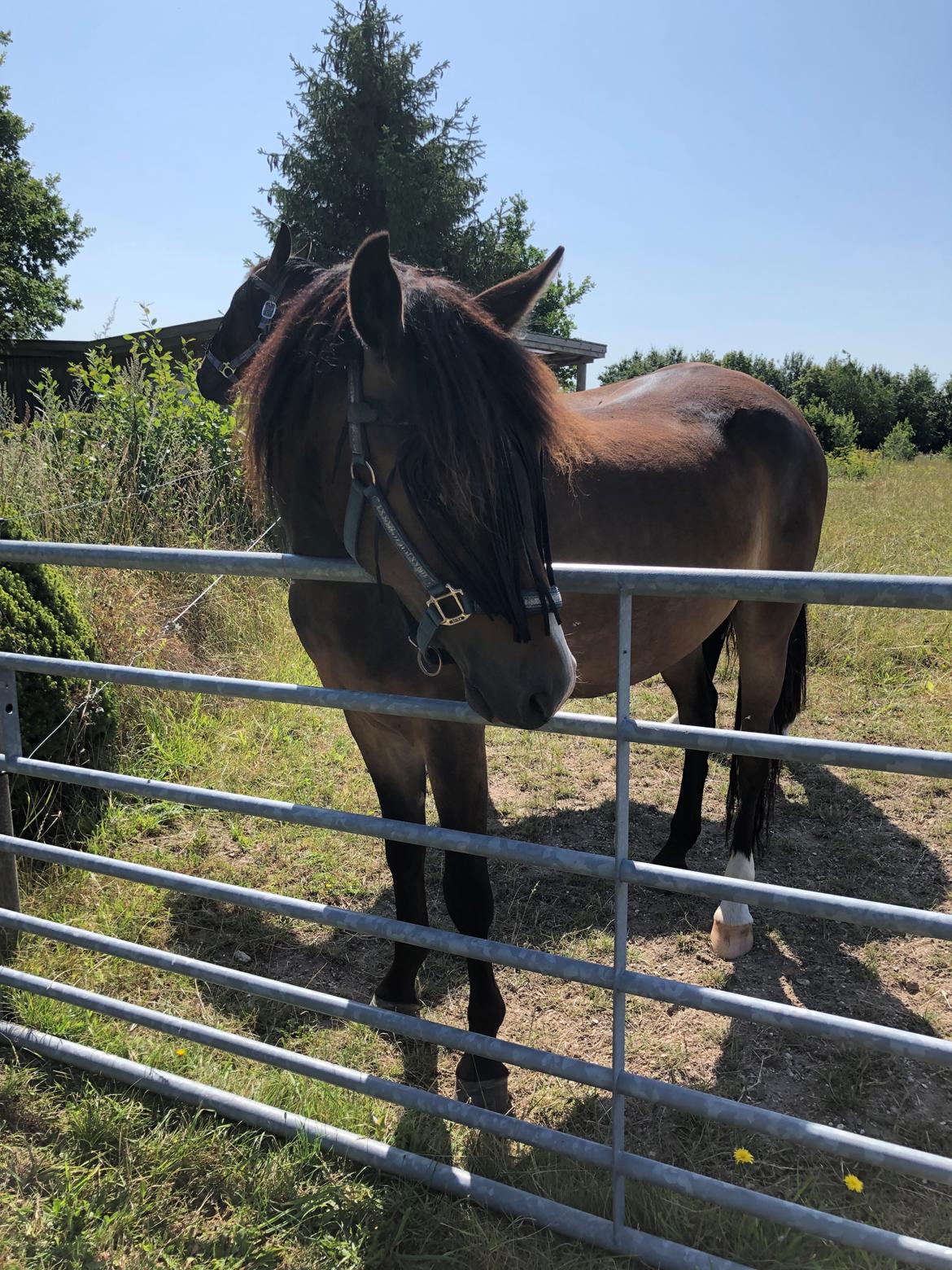 New Forest Bosagergårds Cooper - August 2019 billede 4