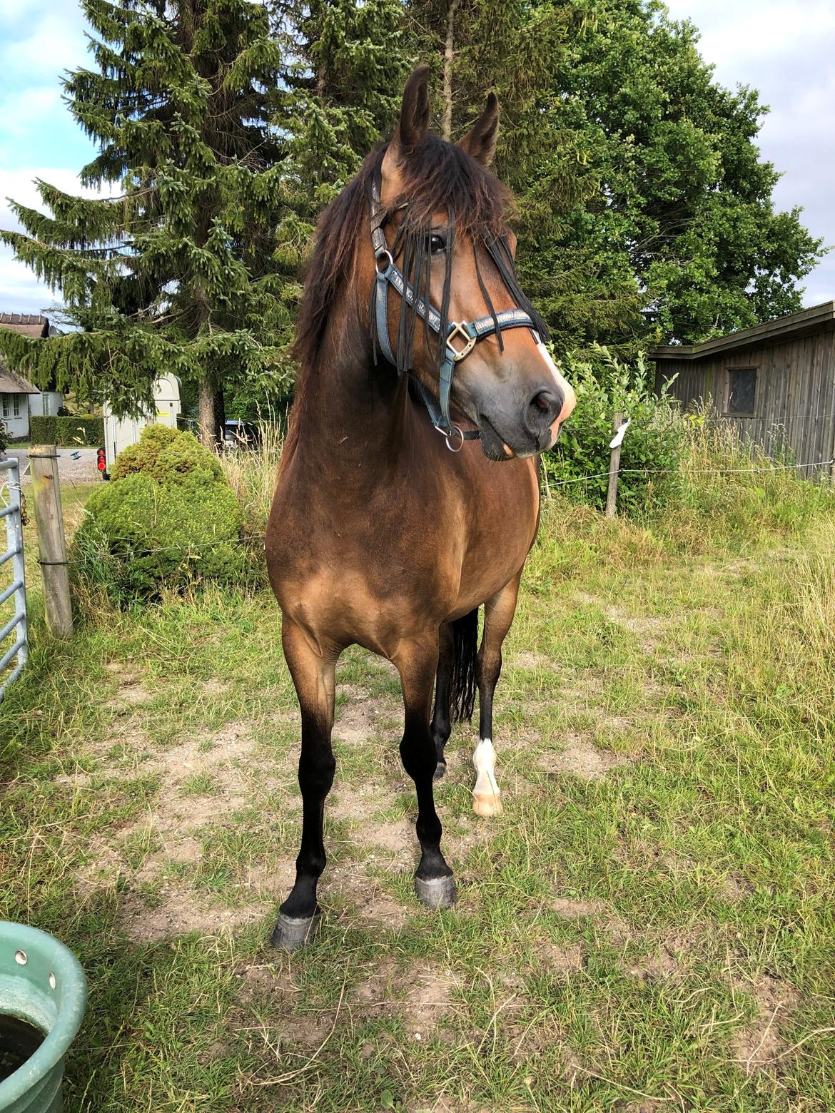 New Forest Bosagergårds Cooper - Juli 2019 billede 2