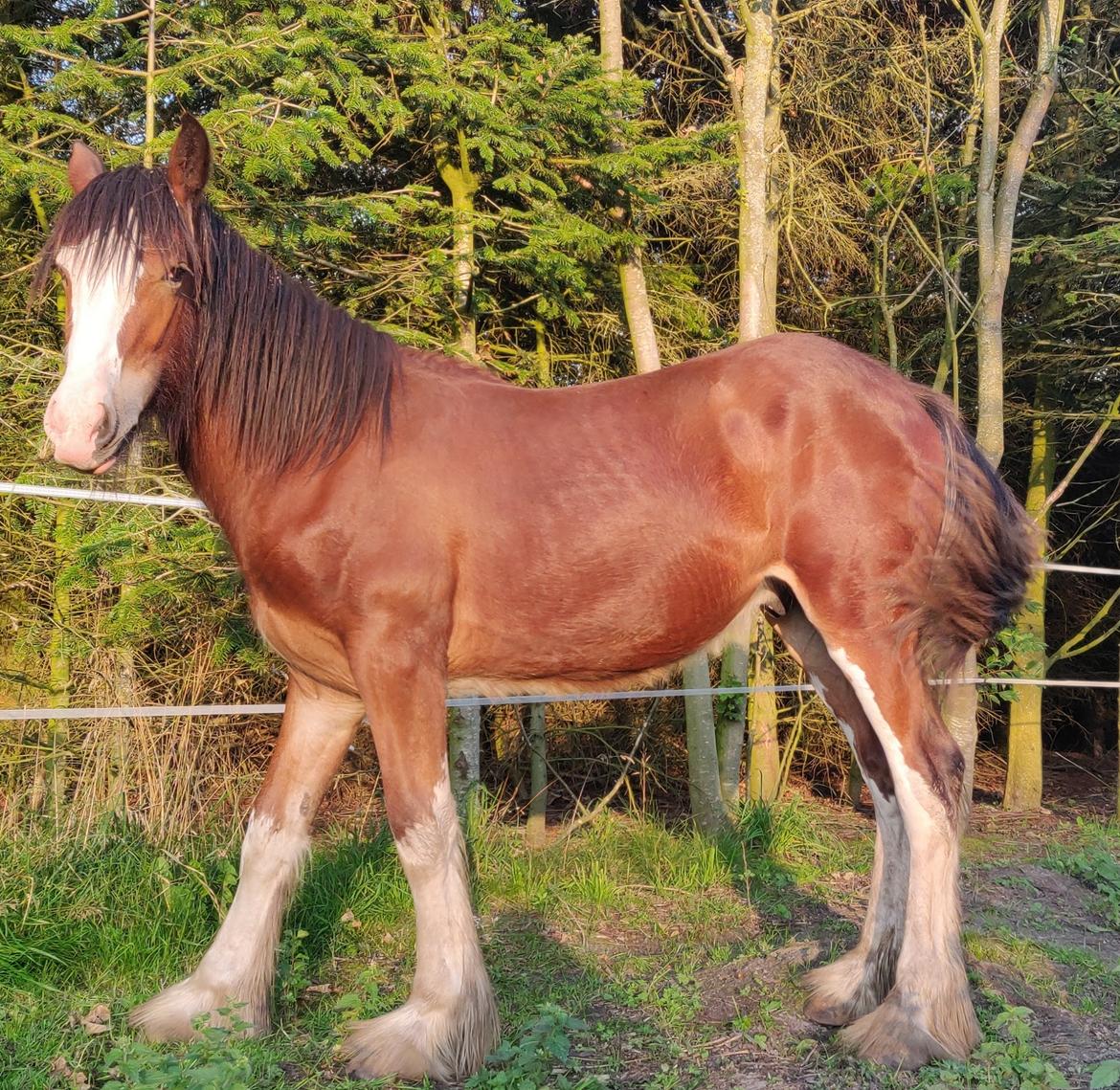 Shire Vesterbjergs Big Bay Conrad billede 4