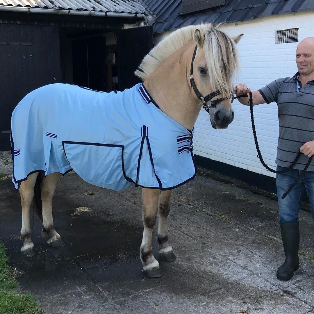 Fjordhest Tornhøjs Kalle - Første gang med tøj på billede 10