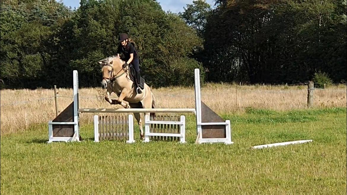 Fjordhest Mille hellumlund - 85cm billede 11