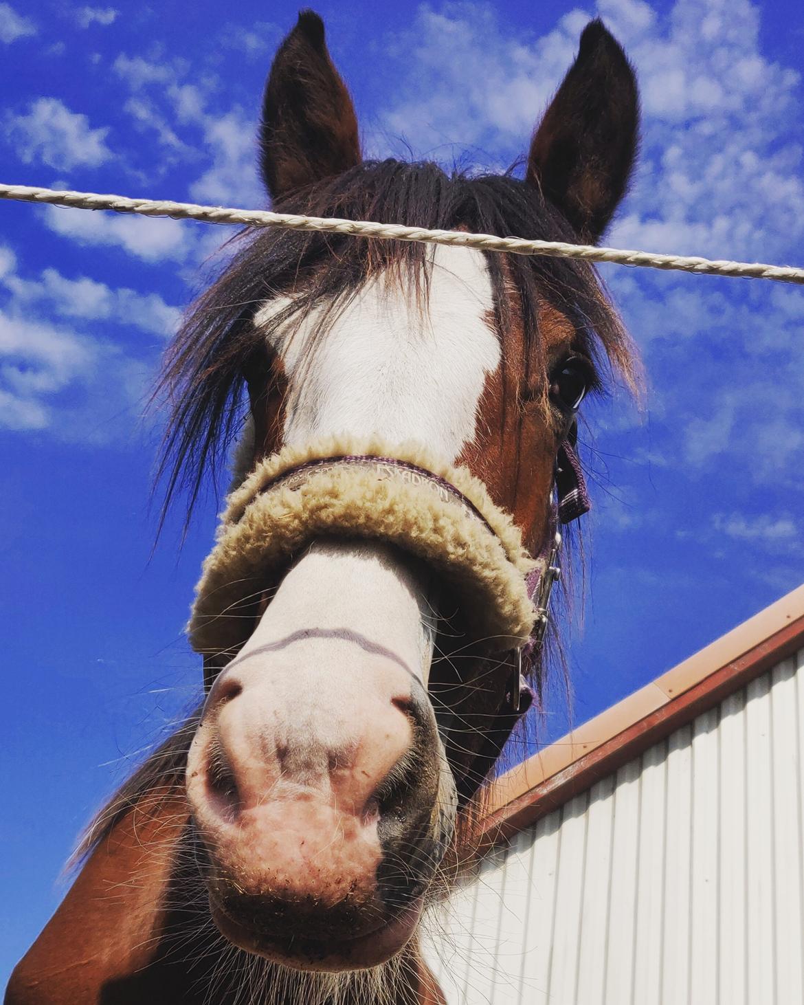 Shire Vesterbjergs Big Bay Conrad billede 3