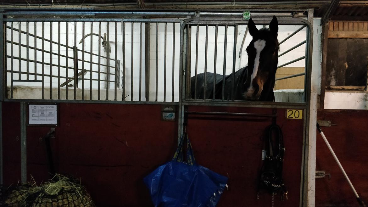 Anden særlig race Frk. Smilla  billede 10