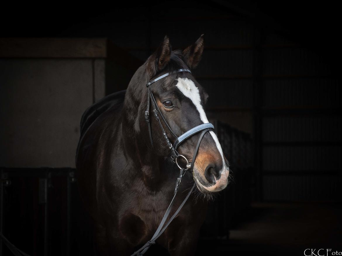 Anden særlig race Frk. Smilla  billede 6