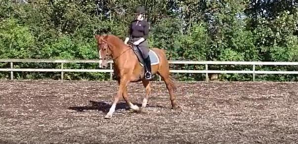 Frederiksborg Casio - dressur i hackamore 25/8 2019 billede 11