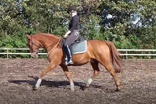 Frederiksborg Casio - dressur i hackamore 25/8 2019  billede 10