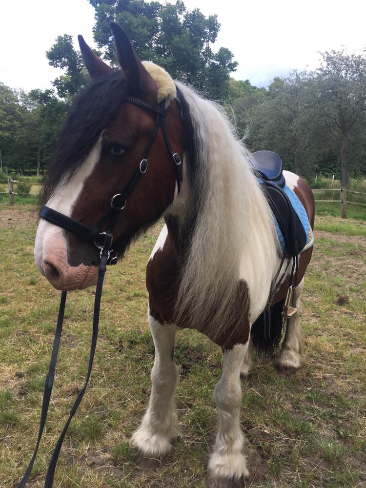 Irish Cob Crossbreed Indien Boy (Himmel hest) billede 14