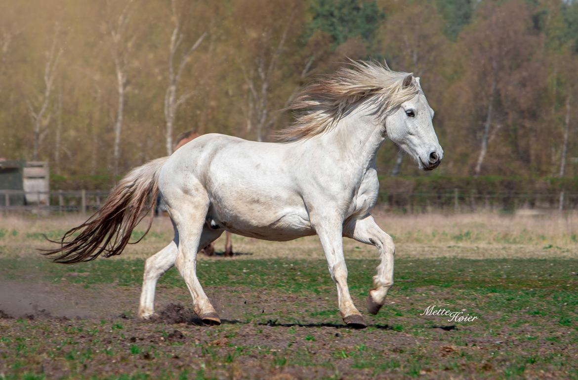 Connemara Dambækgårds Rubbin billede 18