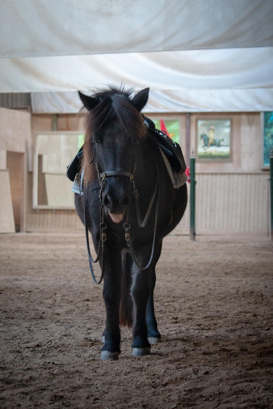 Islænder Bára fra Stiesholm [Lama] billede 5