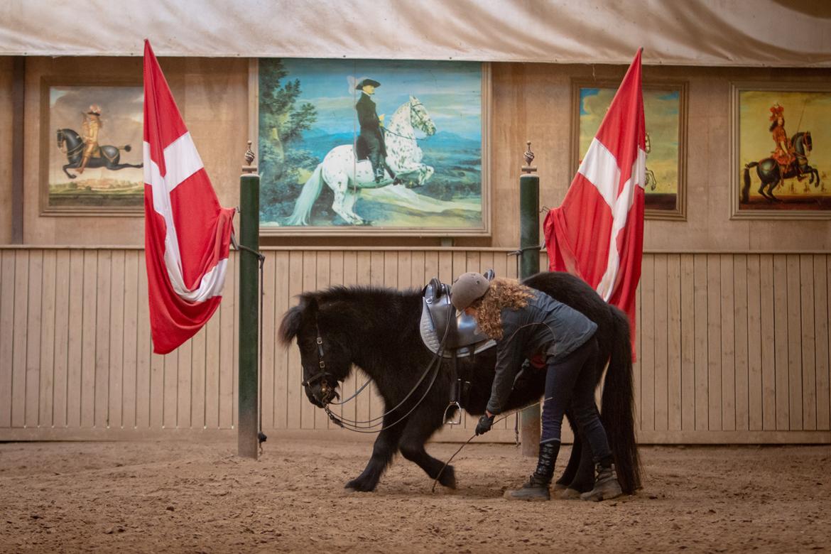 Islænder Bára fra Stiesholm [Lama] billede 13