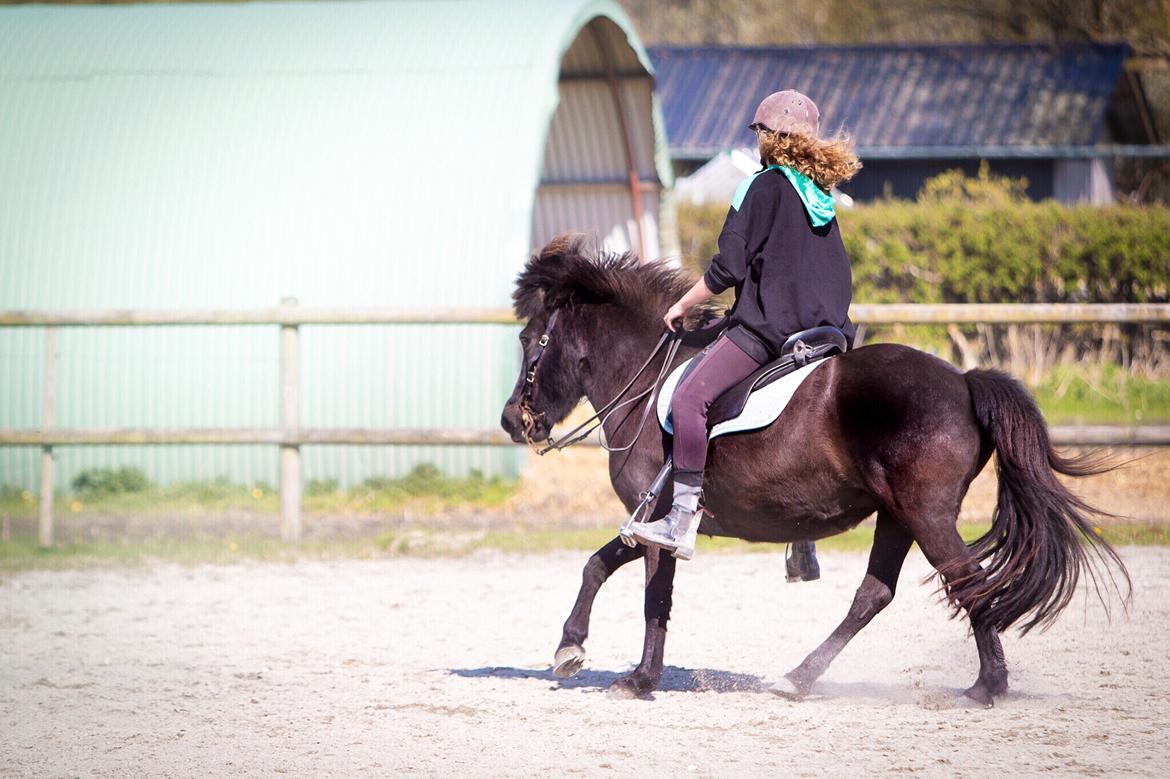 Islænder Bára fra Stiesholm [Lama] billede 16