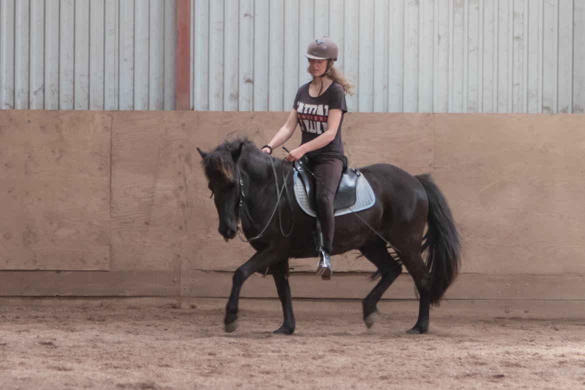 Islænder Bára fra Stiesholm [Lama] billede 17