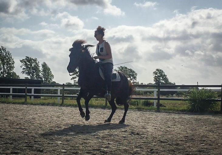 Islænder Bára fra Stiesholm [Lama] billede 19