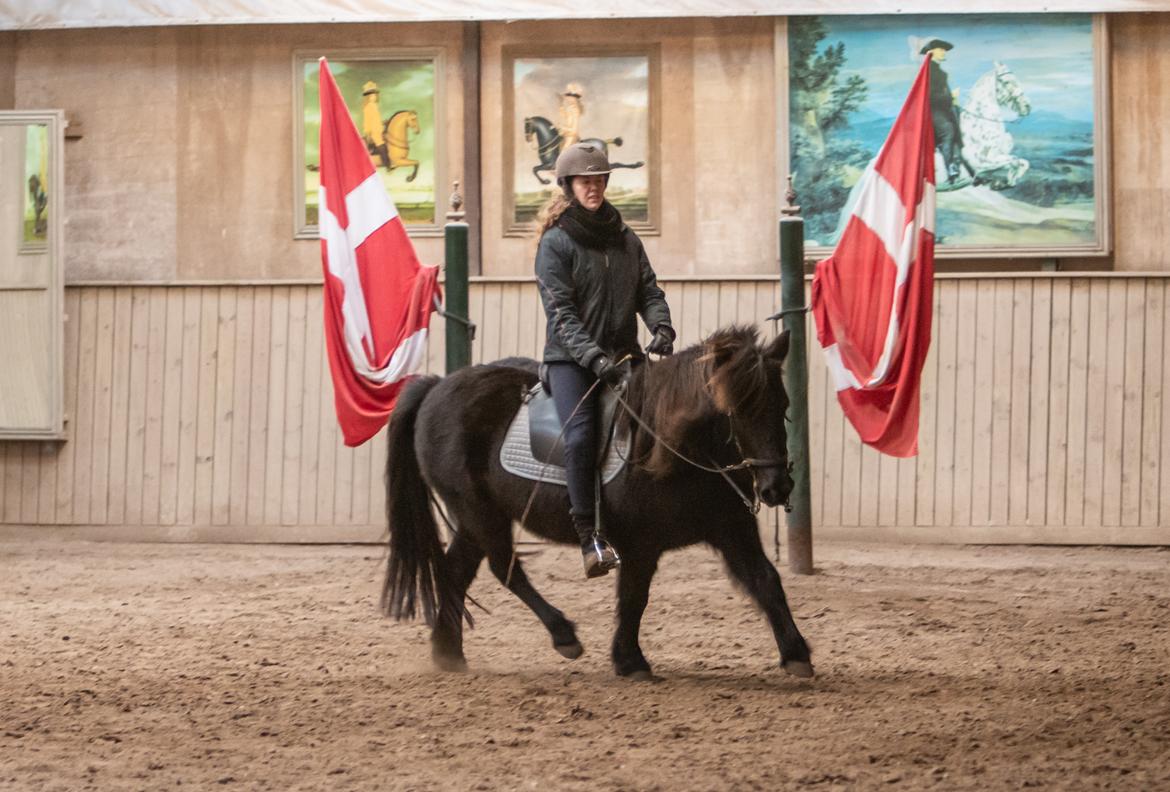 Islænder Bára fra Stiesholm [Lama] billede 20