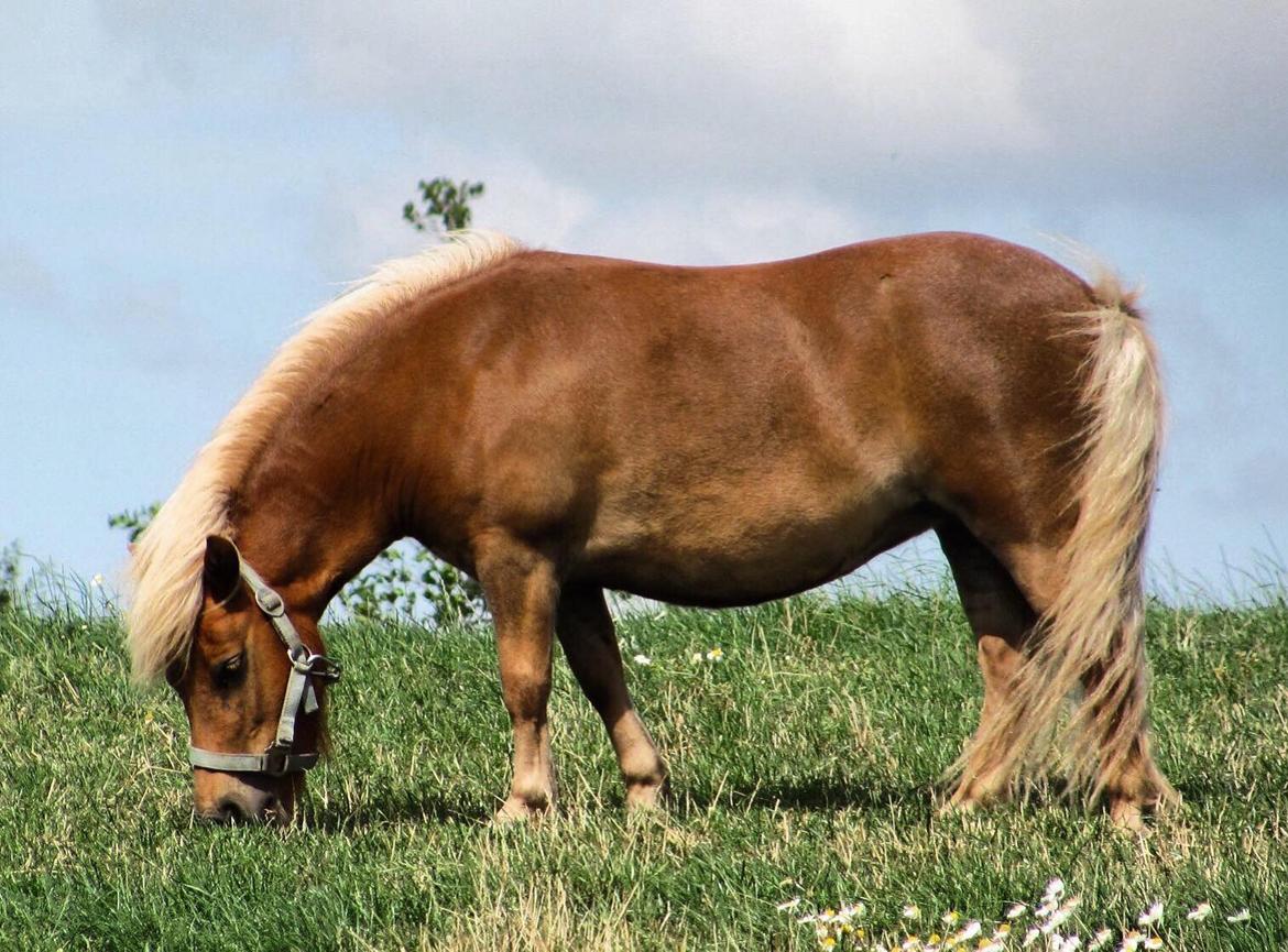 Shetlænder Hedegårdens Tikka billede 1