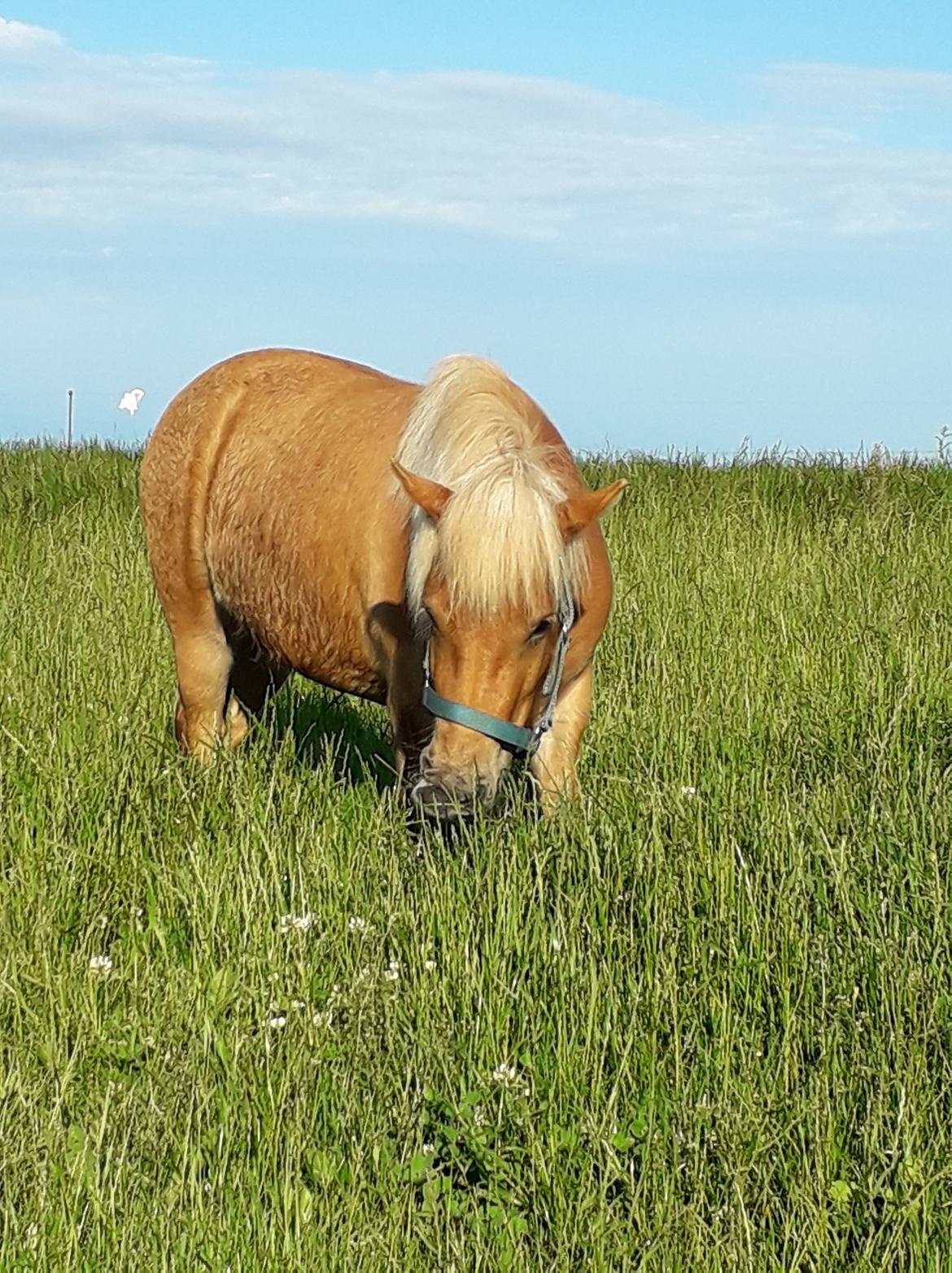 Shetlænder Hedegårdens Tikka billede 8