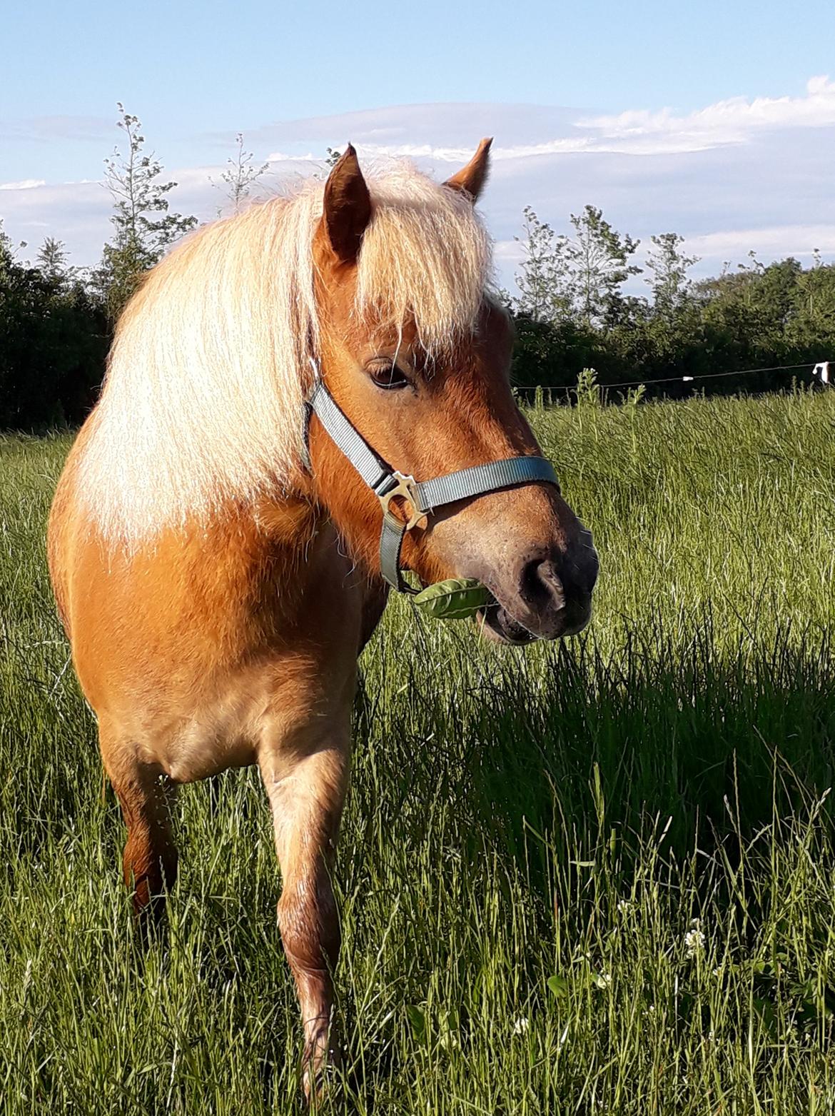 Shetlænder Hedegårdens Tikka billede 9