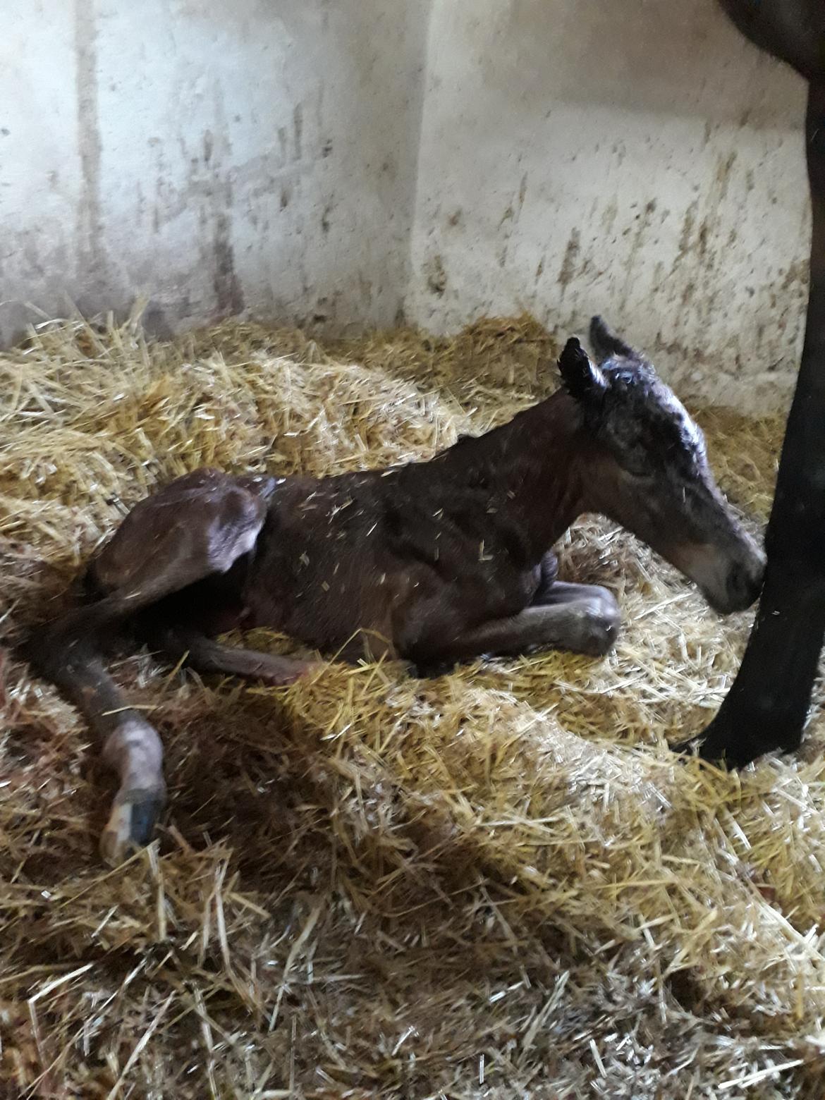 Tysk Oldenburger Bastbjergs Fleur de Lis (Fut Fut) billede 33