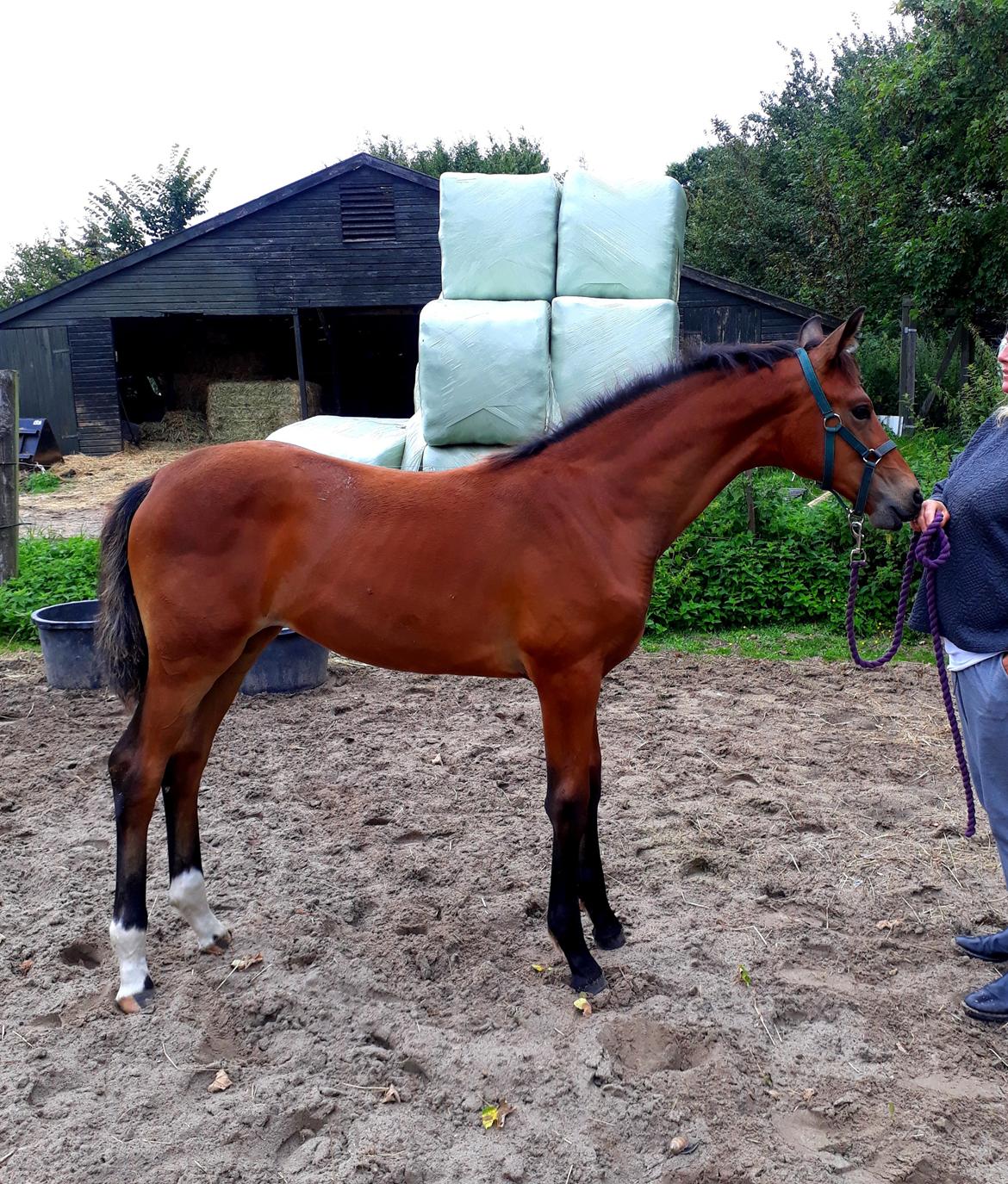 Tysk Oldenburger Bastbjergs Fleur de Lis (Fut Fut) billede 34