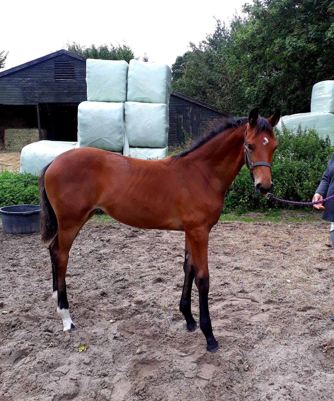 Tysk Oldenburger Bastbjergs Fleur de Lis (Fut Fut) billede 35