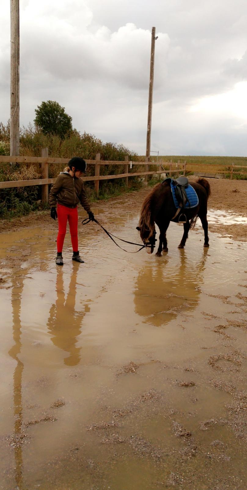Welsh Mountain (sec A) Mosedalens Kiro-BasseMand - Himmelhest billede 23